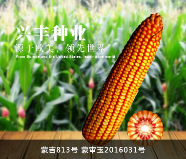 内蒙古兴丰种业
